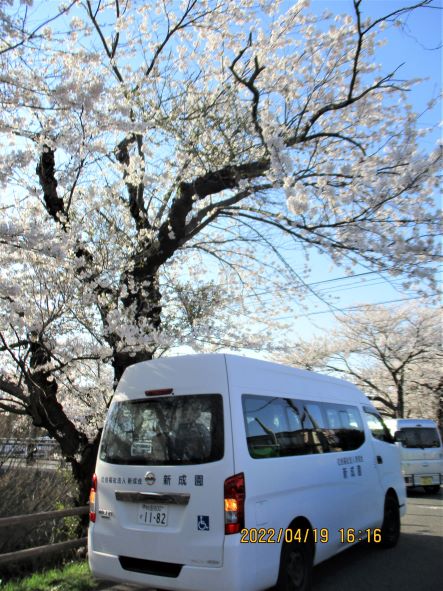 新成園　桜3